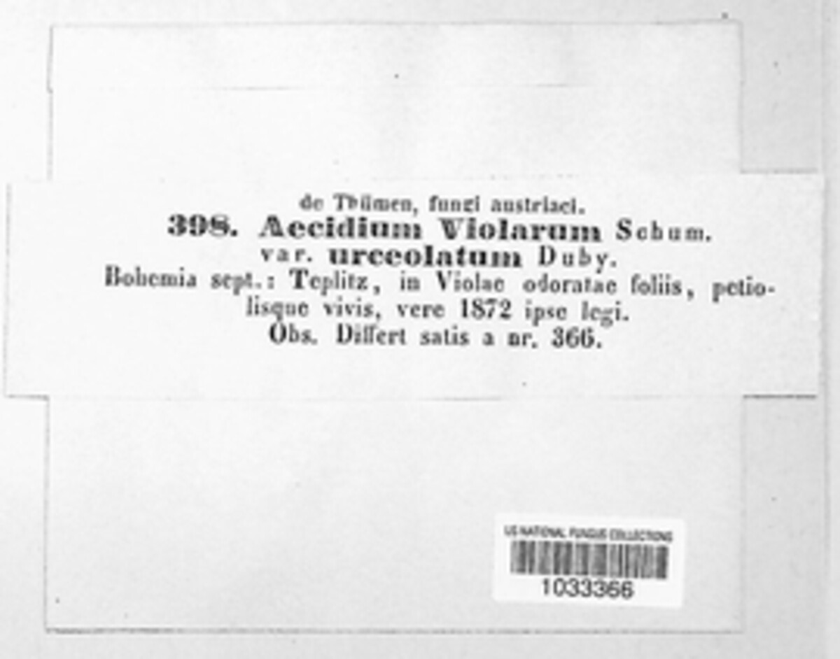 Aecidium violarum image